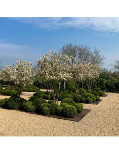 Malus 'Evereste' - okrasna jablana, večdebelna