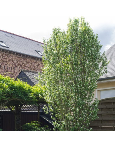 Amelanchier alnifolia 'Obelisk XL - stebrasta šmarna hrušica