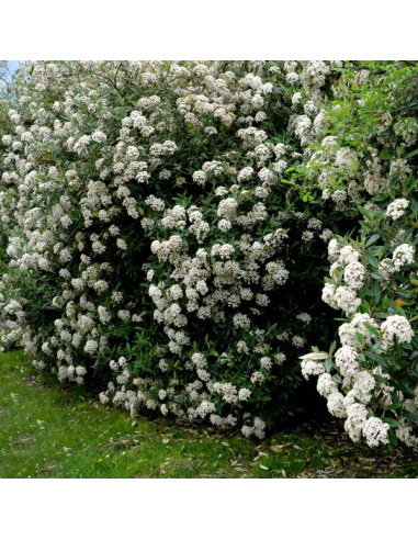 Viburnum × pragense XL - praška brogovita