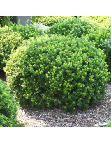 Taxus media 'Densiformis' - kompaktna tisa