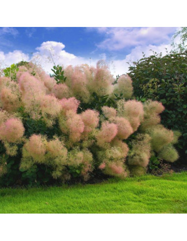 Cotinus coggygria 'Young Lady' - ruj, nizek