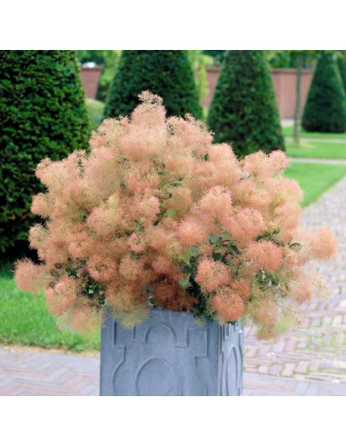 Cotinus coggygria 'Young Lady' - ruj, nizek