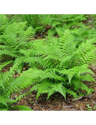 Athyrium filix-femina XL - navadna podborka