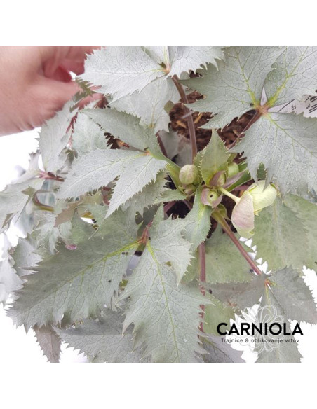 Helleborus x sternii 'Silver Dollar' - teloh