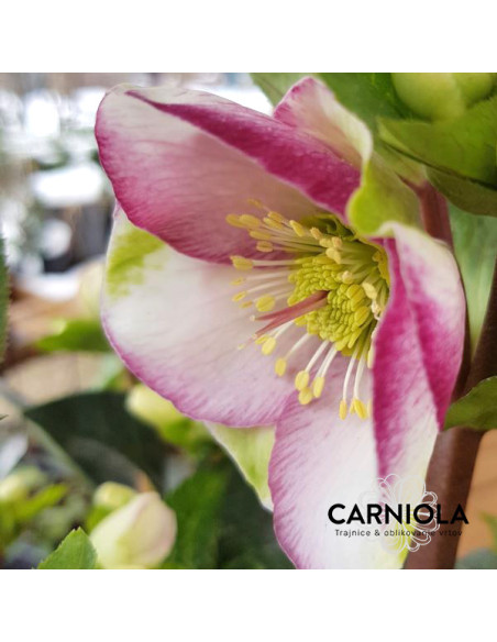 Helleborus 'Glenda's Gloss' XL - teloh