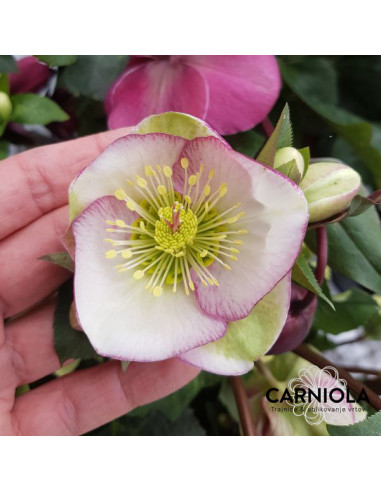 Helleborus 'Glenda's Gloss' XL - teloh