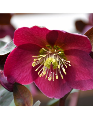 Helleborus 'Ann's Red' XL - teloh