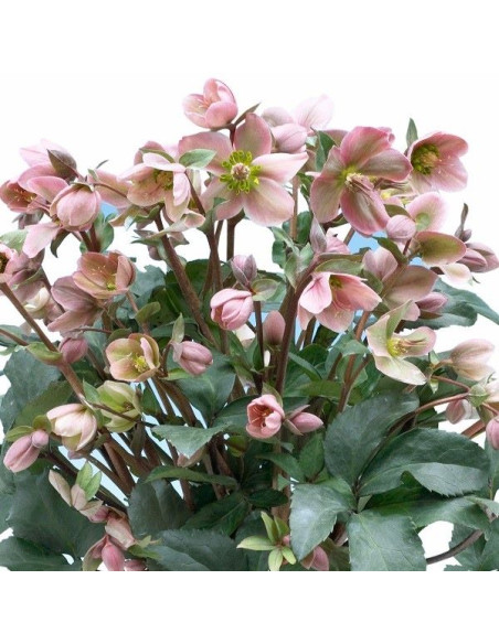 Helleborus 'Angel Glow' XXL- teloh