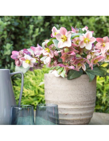 Helleborus 'Angel Glow' XXL- teloh