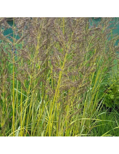 Calamagrostis x acutiflora 'Eldorado' ('England') XL- šašulica