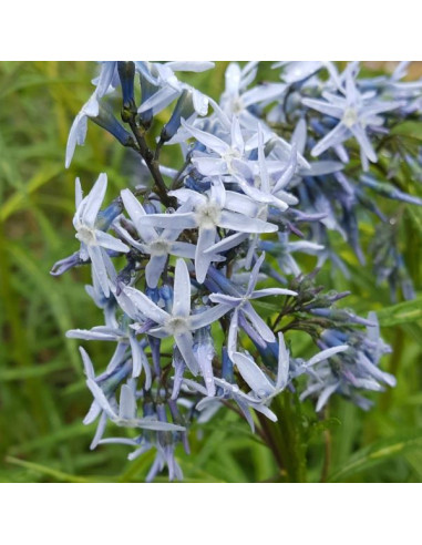 Amsonia 'Ernst pagels' XL- amsonija