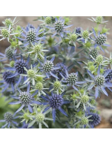 Eryngium planum ‘Blue Hobbit’ - možina