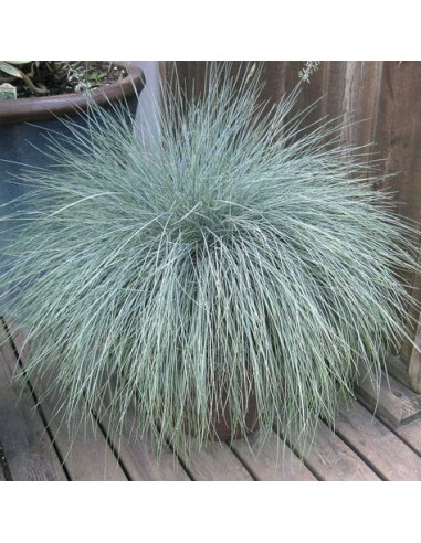 Festuca glauca 'Intense Blue' XL - bilnica