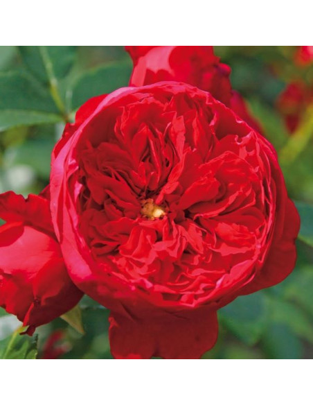 Rosa 'Florentina' - popenjava vrtnica