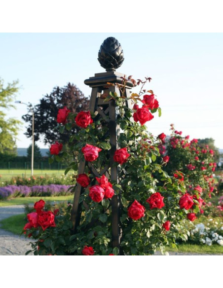 Rosa 'Florentina' - popenjava vrtnica