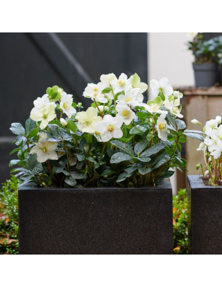 Helleborus niger 'Christmas Carol' - teloh (s cvetnimi popki)