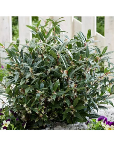 Sarcococca confusa - sarkokoka, vanilijev pušpan