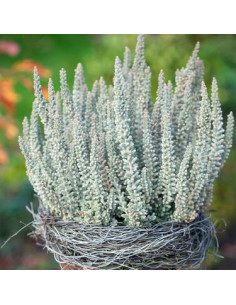Calluna 'Black Fluffy' - "Ledena" jesenska vresa