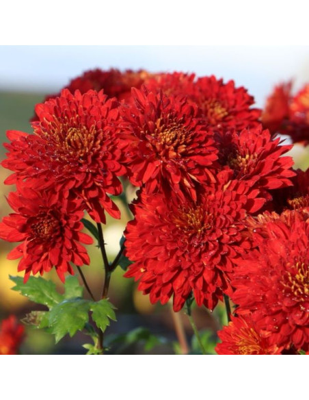 Chrysanthemum ‘Brockenfeuer’ XL - krizantema (trajna)