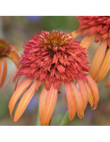 Echinacea 'Irresistible' XL - ameriški slamnik