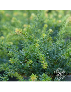 Podocarpus 'Blue Gem' - podokarp