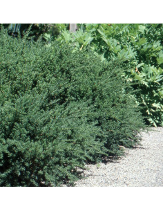 Podocarpus 'Blue Gem' - podokarp 2