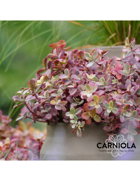 Sedum SunSparkler 'Wildfire' XL - homulica