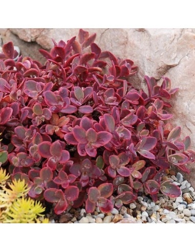 Sedum SunSparkler 'Wildfire' XL - homulica