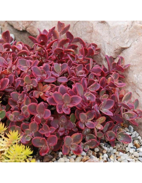 Sedum SunSparkler 'Wildfire' XL - homulica