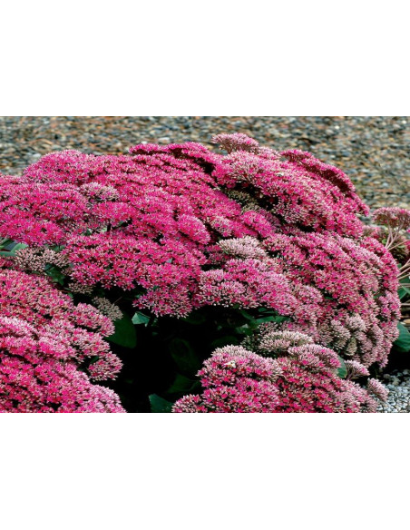 Sedum 'Thunderhead' XL - hermelika