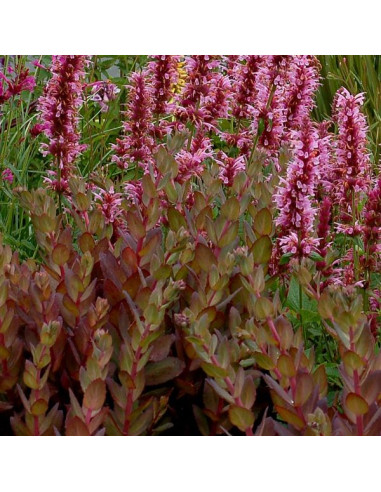 Sedum 'Thunderhead' XL - hermelika