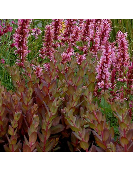 Sedum 'Thunderhead' XL - hermelika