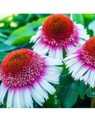 Echinacea ‘Strawberry & Cream’ XL - ameriški slamnik