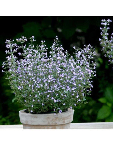 Calamintha nepeta 'Marvelette Blue' - čober