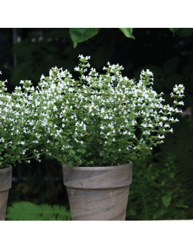 Calamintha nepeta 'Marvelette White' - čober