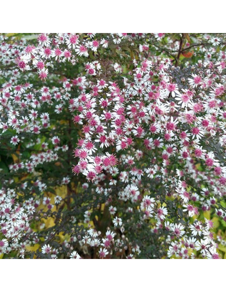 Aster lateriflorus 'Horizontalis' - astra, nebina