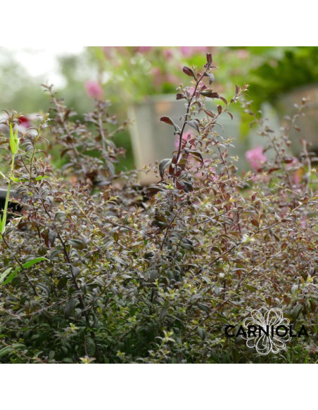 Aster lateriflorus 'Horizontalis' - astra, nebina