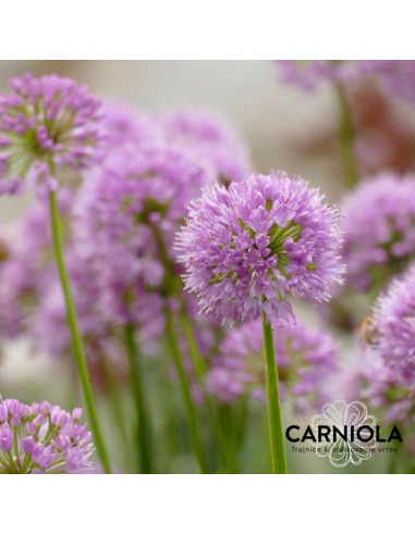 Allium 'Millenium' XL - luk