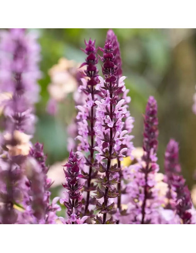 Salvia nemorosa 'Caradonna Pink ' XL - kadulja