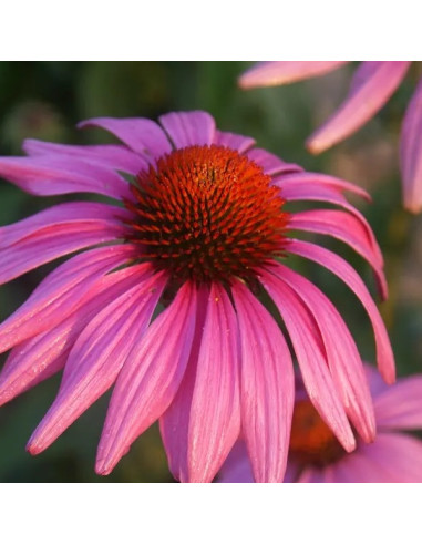 Echinacea purpurea 'Prairie Splendor Dark Rose' - ameriški slamnik