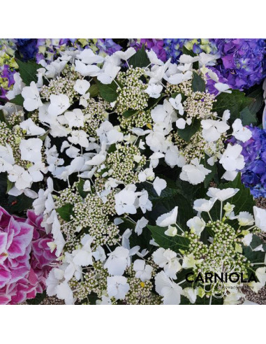 Hydrangea macrophylla 'Elegance Lace Cap' XL - kmečka hortenzija