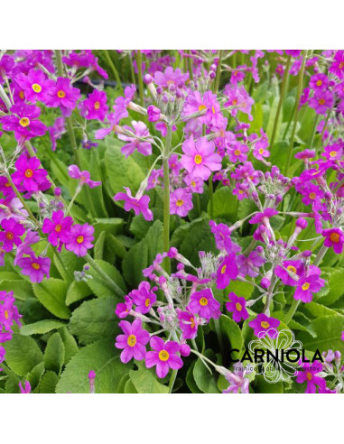 Primula beesiana - jeglič