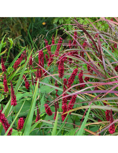 Persicaria amplexicaulis 'Blackfiled' - dresen