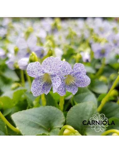 Viola sororia 'Freckles' - vijolica