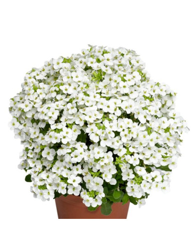 Arabis 'Little Treasure White' - repnjak