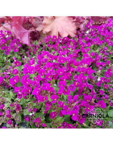 Arabis 'Little Treasure Deep Rose' - repnjak