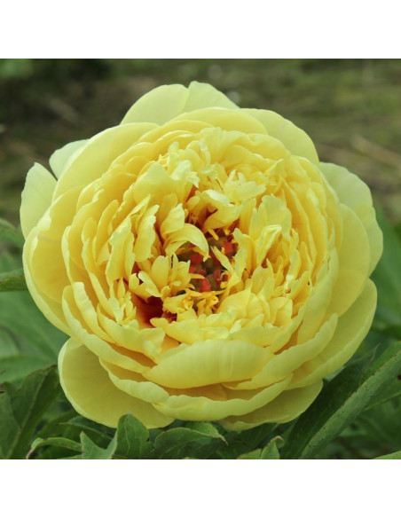 Paeonia (Itoh) ‘Sonoma YeDo’ XL - potonika