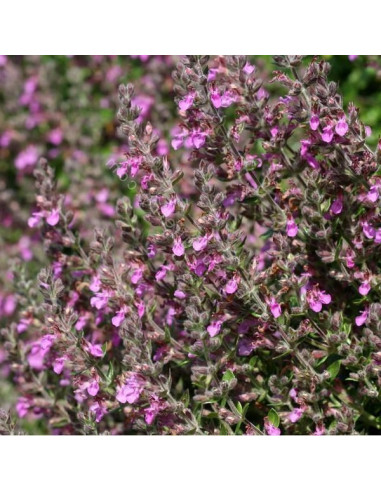 Teucrium lucidrys - vrednik