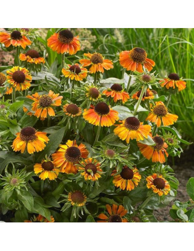 Helenium 'Short 'n' Sassy' XL - helenij