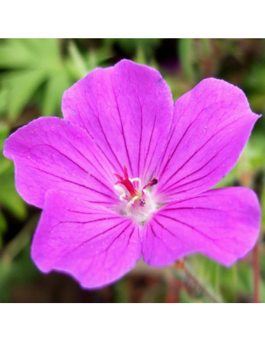 Geranium 'Tiny Monster' - krvomočnica